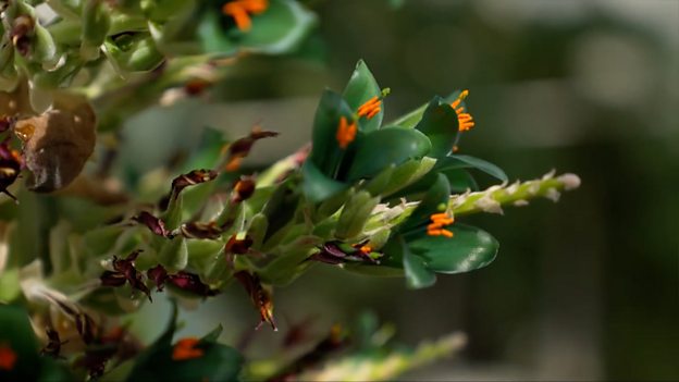 'Otherworldly' plant blooms for first time in decade