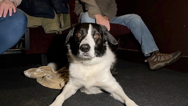 Would you watch a movie with your dog at the cinema?