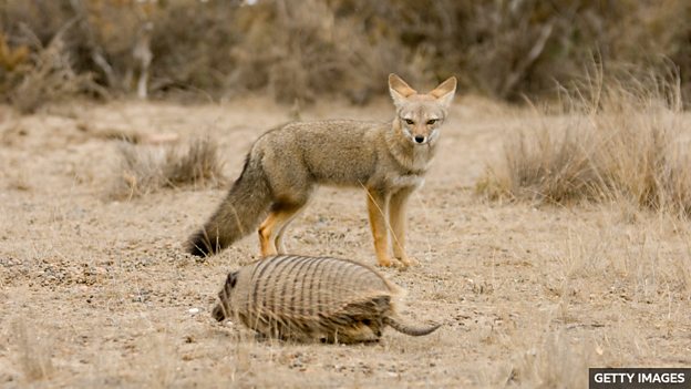 Was an extinct fox once man's best friend?