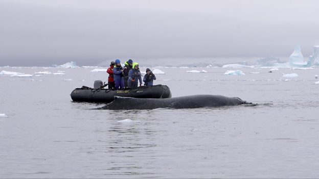 What studying whales in Antarctica can tell us about climate change