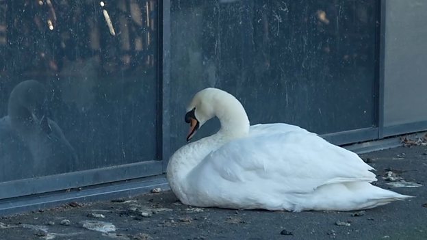 Swan goes to school daily to stare at reflection