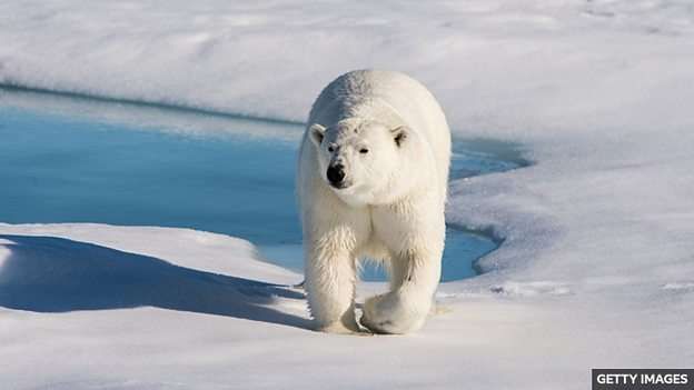 Climate change: Polar bears face starvation threat as ice melts