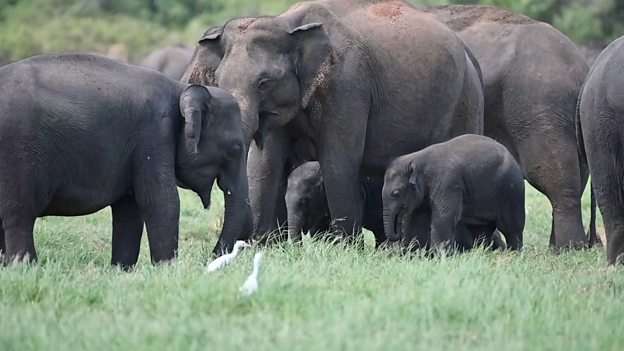 Elephant gathering at Minneriya resumes after five years