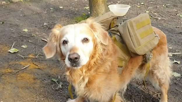 Pet dogs help seed nature reserve in the UK