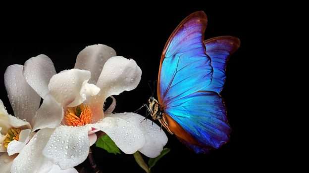 Are flowers nature's master manipulators? 花真是大自然的操纵大师吗