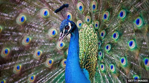 The peacock effect: Why overconfidence can be good for you