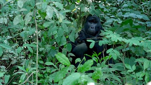 Saving gorillas by helping humans 通过帮助人类来拯救大猩猩