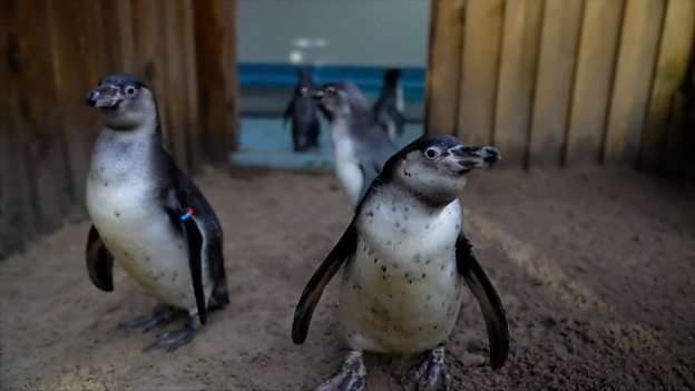 How a baby bouncer helped a sickly penguin find its waddle