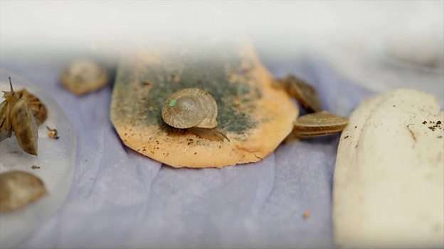 Why 1,329 tiny snails are being released on a remote island