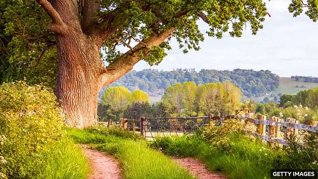 Can trees remember? 树有记忆吗？