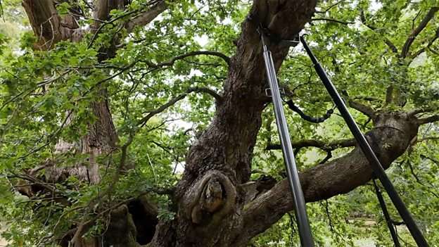 Can DNA of 800-year-old oak help save future forests?