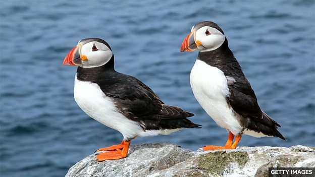 Farne Islands' puffin population increased