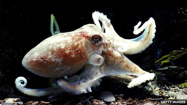 What happens when octopuses take over