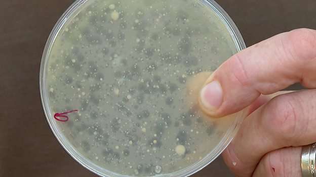 Could zoo poo hold the key to fighting infection?