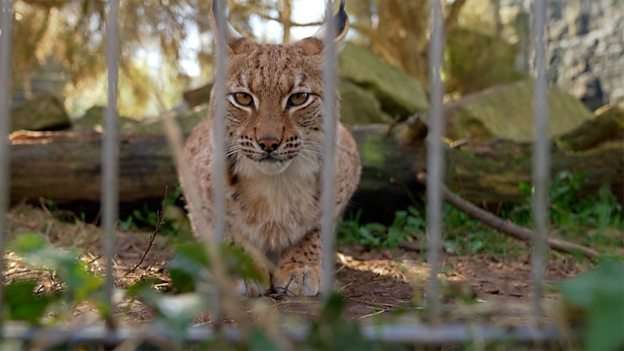 Lynx could be first UK zoo-born cat freed into the wild