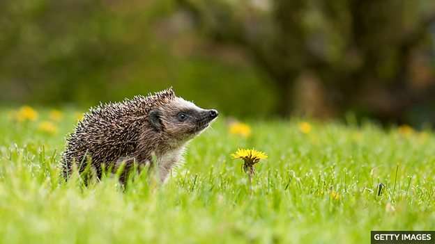 Hedgehog secret discovered – they hear at a range far beyond humans
