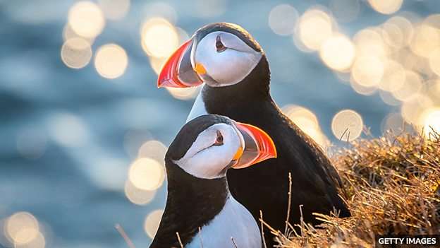 Puffins return to island for first time in at least 25 years