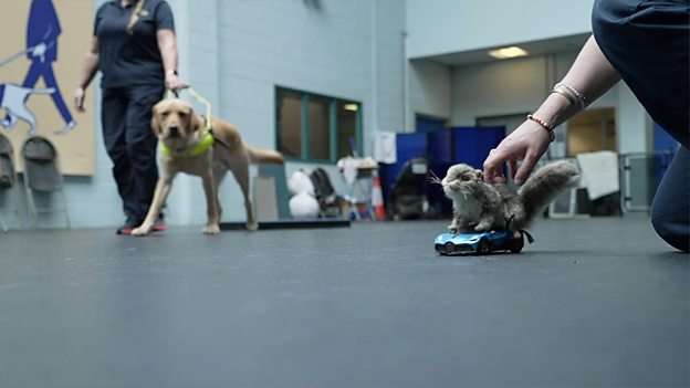 High-speed toy squirrel helping train guide dogs