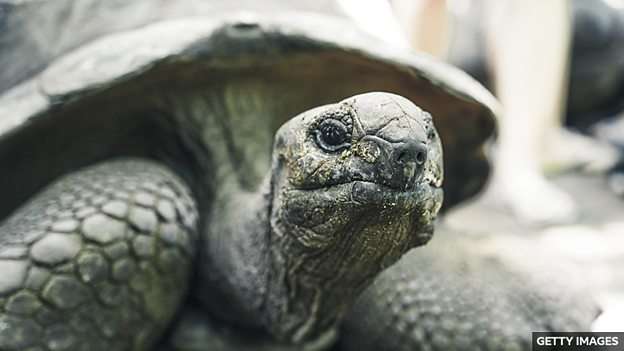 Research reveals tortoises may have optimistic personalities