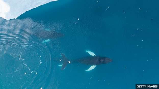 Melting Arctic ice allows large whales to move in