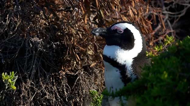 Human activities threaten the survival of African penguins