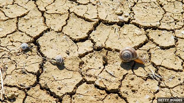 Near-extinct snails rescued from rock 濒临灭绝的蜗牛从岩缝中获救