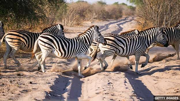 Why are some animals black and white?