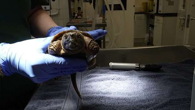 London Zoo soon to allow visitors to watch vets at work
