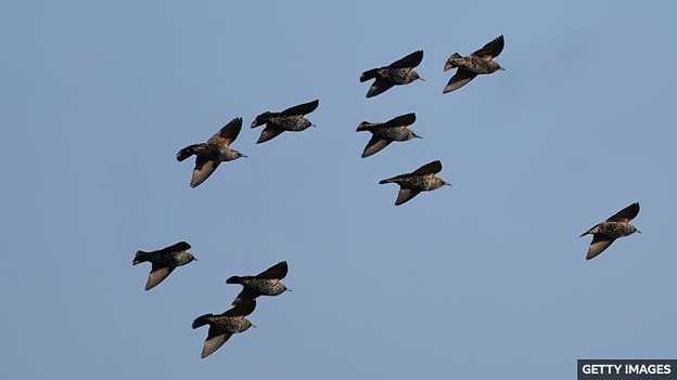 Thousands of starlings form a stunning murmuration