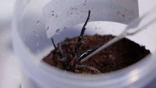 How Australia is turning dangerous venom into life-saving treatments