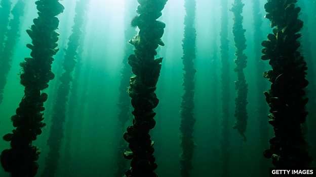 A UK offshore mussel farm is reviving shellfish habitats