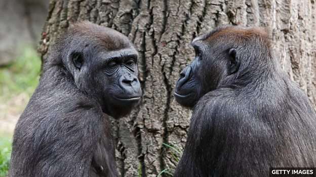 Female friendship important to gorillas