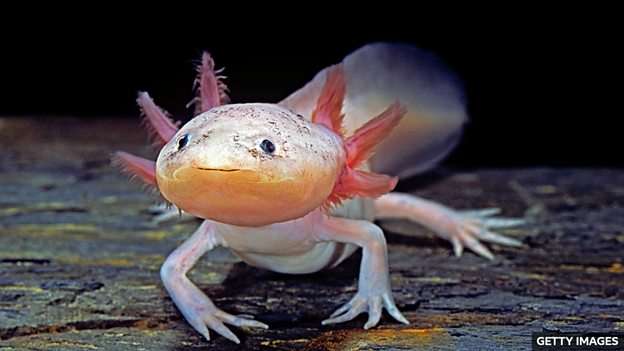 Saving the wild axolotl, one of the world's most endangered amphibians