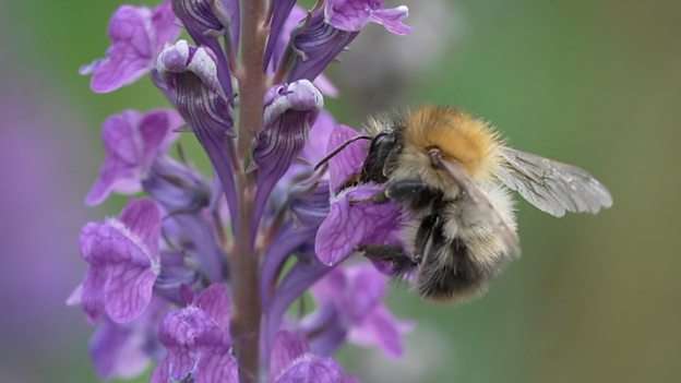 Bumblebees struggling in UK heatwaves 英国熊蜂在热浪中艰难求生