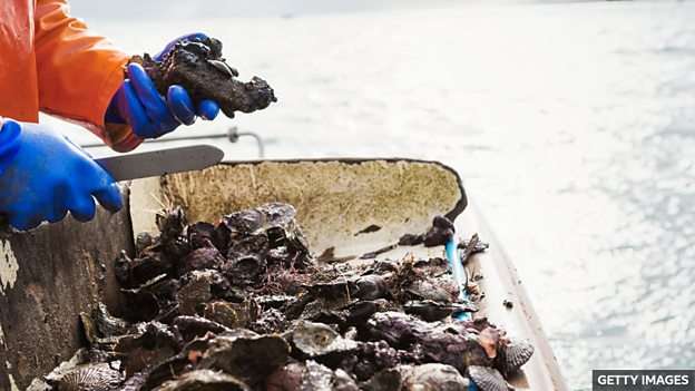 The 'superhero' oyster species helping to clean water