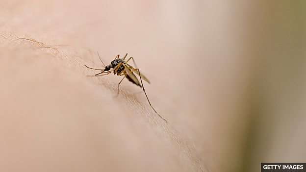 Why some people are mosquito magnets 为什么有的人更容易招蚊子咬