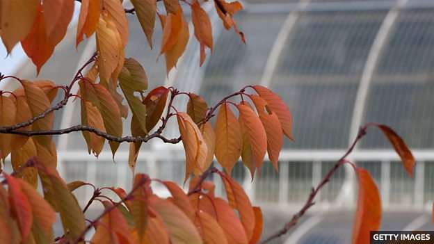 £50m renovation for historic Kew glass house