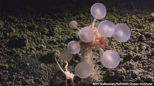 More than 1,000 marine species discovered in the past year