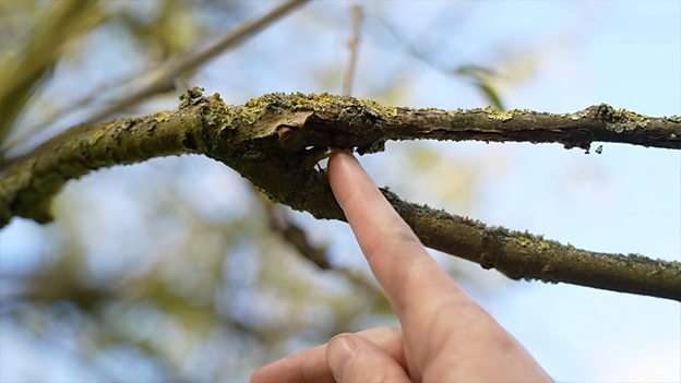 Scientists warn that more than a third of tree species face extinction