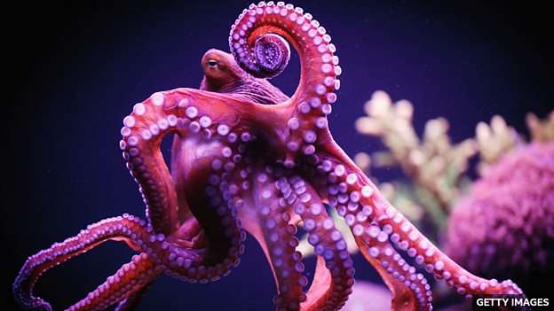 How octopuses can be strict managers