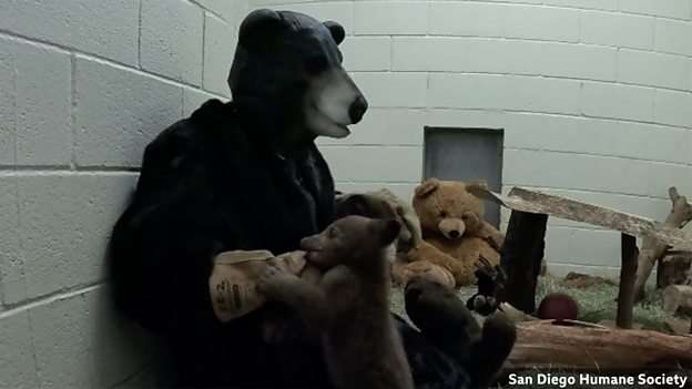 Rescuers dress as mother bear to raise orphaned cub found alone