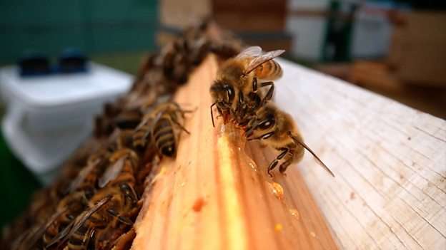 How a new 'superfood' for bees could help our own food security