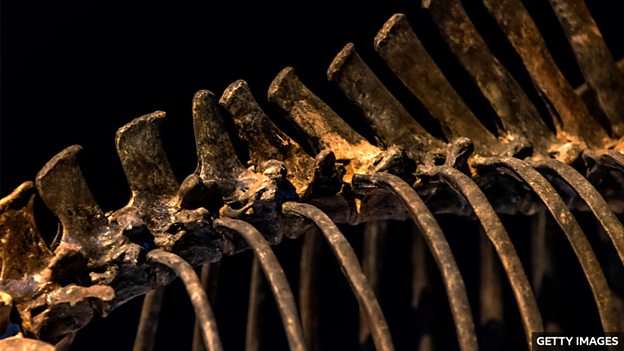 New species of dinosaur discovered that 