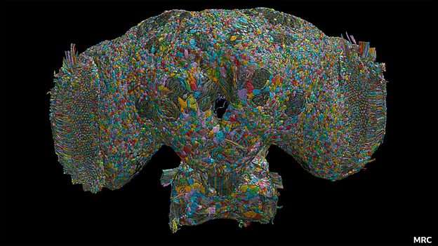 What can the male fly brain tell us about the human mind